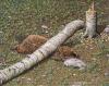 animal_accident_t1.jpg