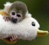 monkey.jpg